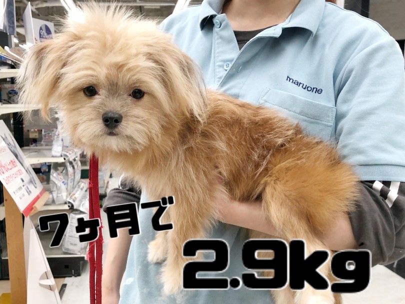 楽々抱っこできちゃう小さめサイズ！ | MIX犬 ポメシー （119295） - 梅島店
