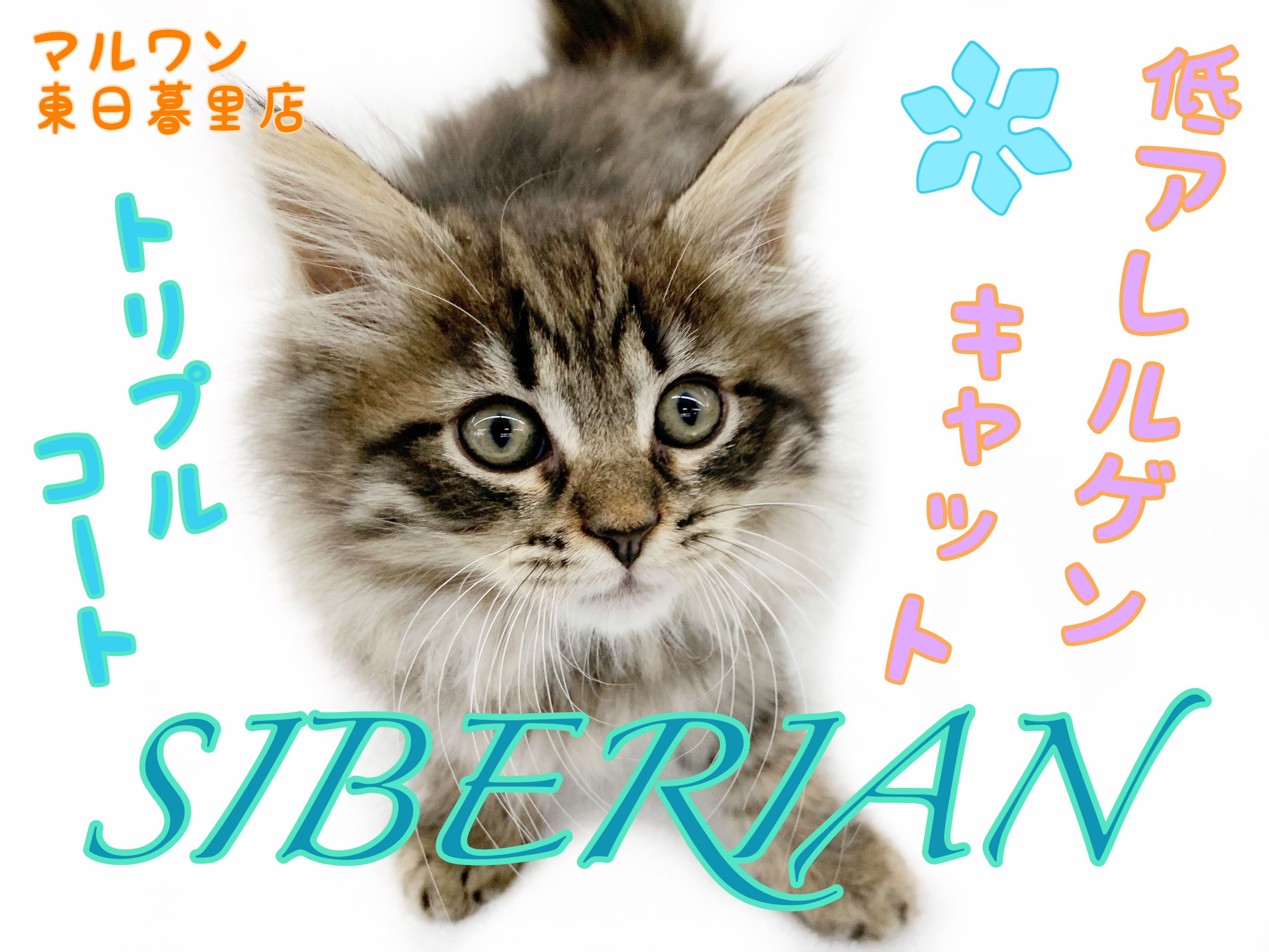 猫を飼っている人 猫アレルギーじゃない人限定】 東京西川 AIR