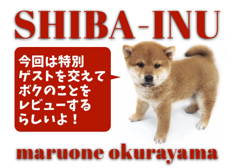 【 柴犬 】愛嬌たっぷり！和犬代表ムチコロボディの赤柴BOY 