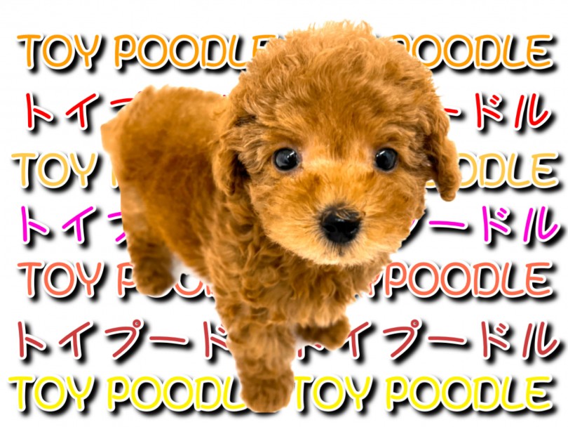 【 トイプードル 】人気犬種ランキング12連続1位！！愛らしいテディベア！