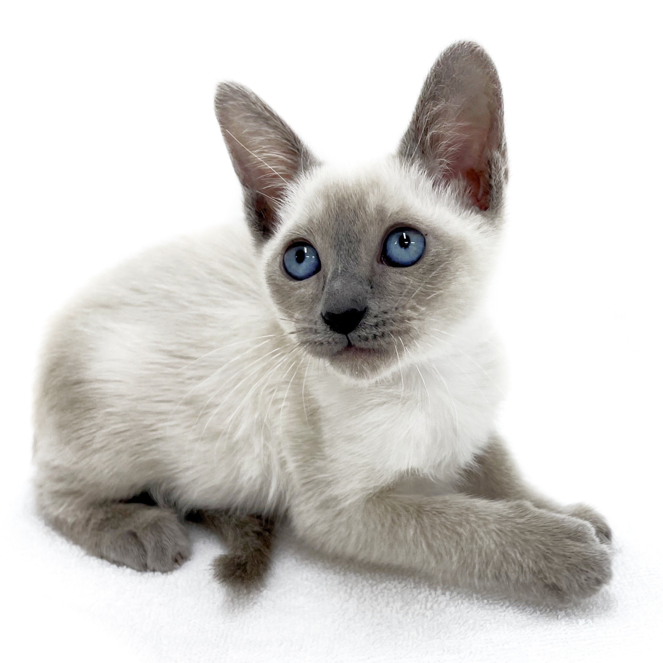 シャム | ペットショップ マルワン 小さめ子犬 美形な子猫 初心者安心