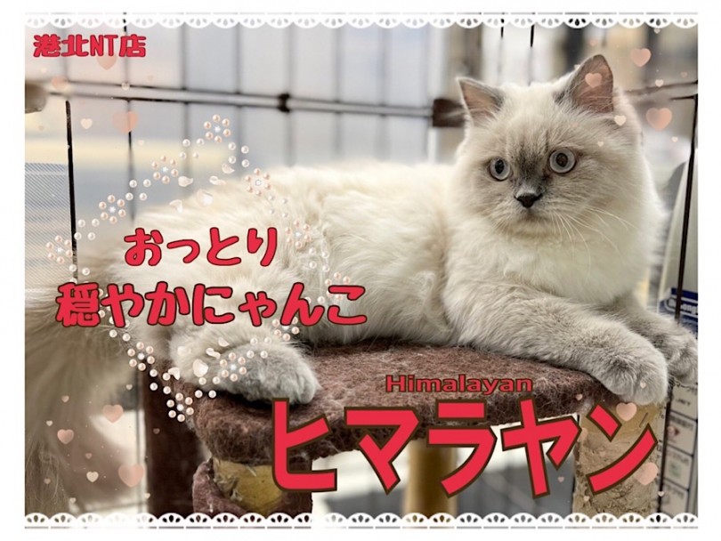 【 ヒマラヤン 】猫さんの初めての迎えは、ヒマちゃんがオススメ！第二弾