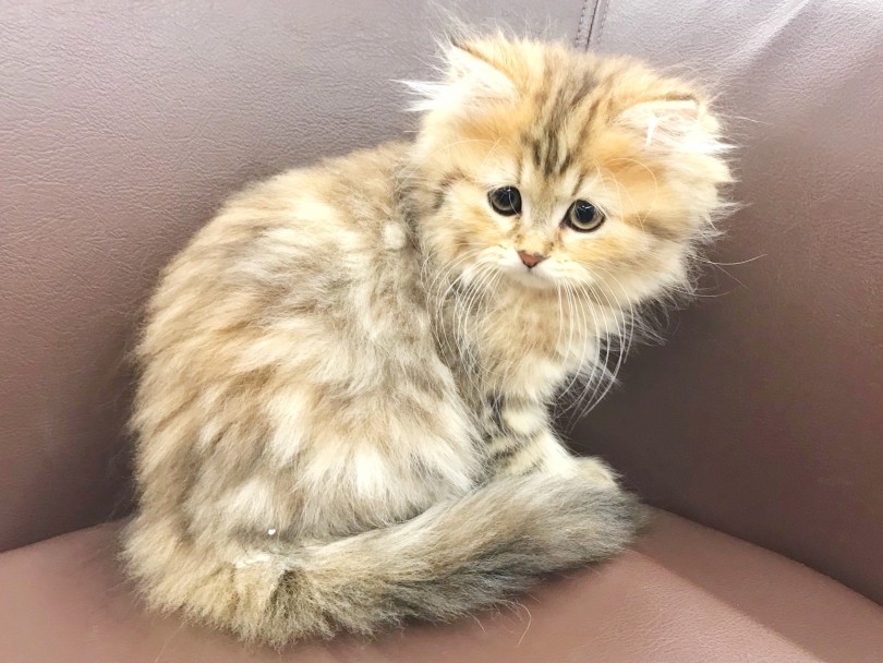 ミヌエット 美しいチンチラゴールデン 超絶おっとりな性格の癒し系美少女 マルワンblog ペットショップ マルワン 小さめ子犬 美形な子猫 初心者安心のサポート