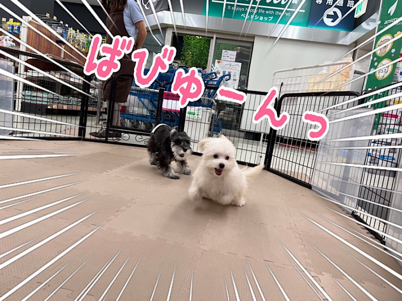 パピー広場で一緒に遊ぶ時間は、ポメプー君にとって、ご飯の次に大好きな時間 | MIX犬 ポメプー （312050） - 横浜 港北ニュータウン店