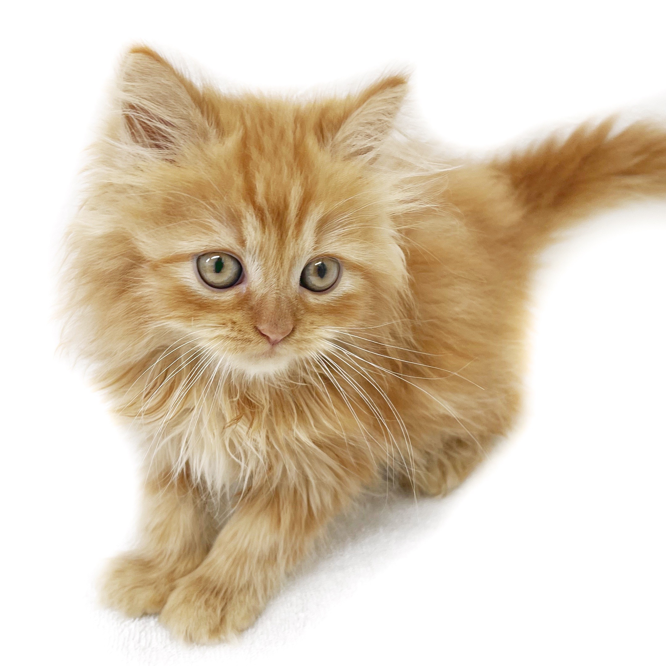 MIX（ラガマフィン×スコティッシュフォールド） | ペットショップ