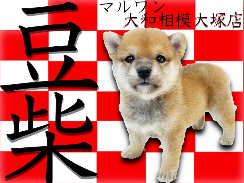 【 豆柴 】ルックス良し！性格良し！理想を詰め込んだプレミアムの小さな日本犬！