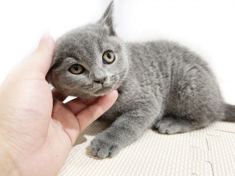 猫ちゃんと仲良くなる「指ツンあいさつ」 | ブリティッシュショートヘア （11874） - 横浜 白楽店
