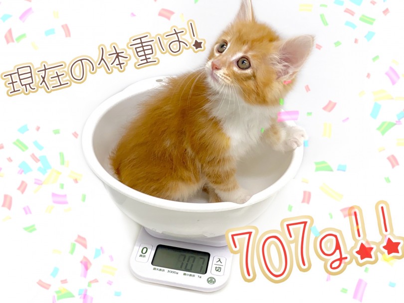 成猫になった時の体重は5kg前後 | ノルウェージャンフォレストキャット （150253） - 東川口店