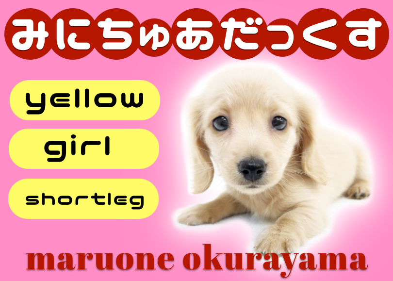 【 ミニチュアダックスフント 】クリーム系短足美女の可愛い子犬ちゃん！