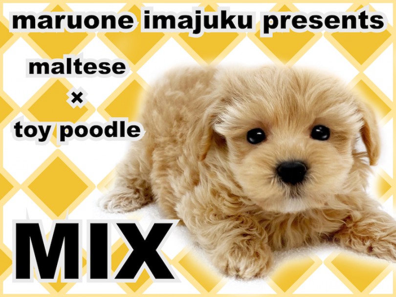 【 MIX犬 】マルチーズとトイプードルの最強MIX！超短足ゴールデンマルプー！