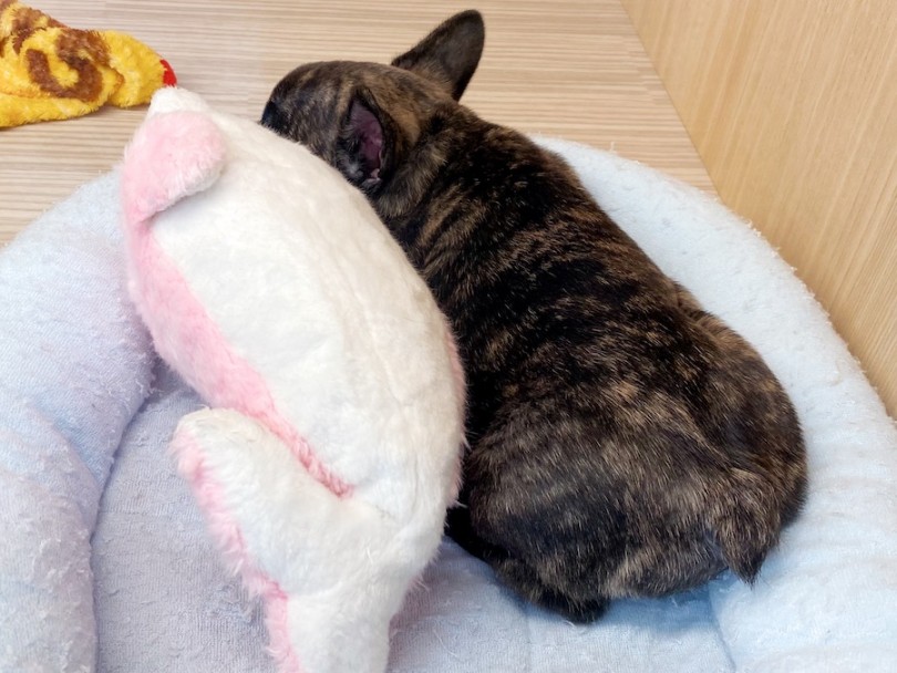 お気に入りのイルカのおもちゃと添い寝 | フレンチブルドッグ （120482） - 横浜 今宿店