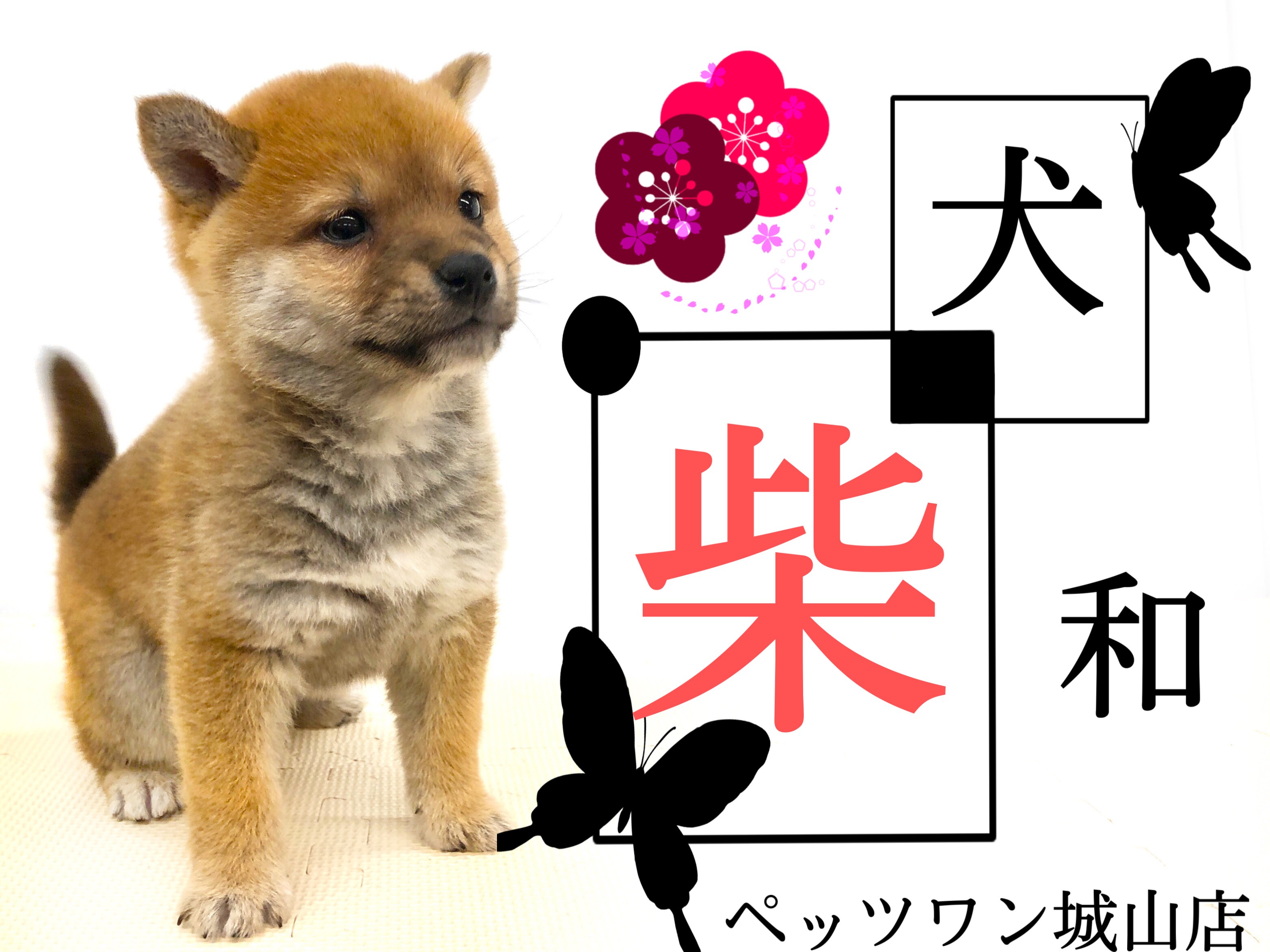 柴犬 】これぞ日本の誇る天然記念物『柴犬』魅惑のムチムチ