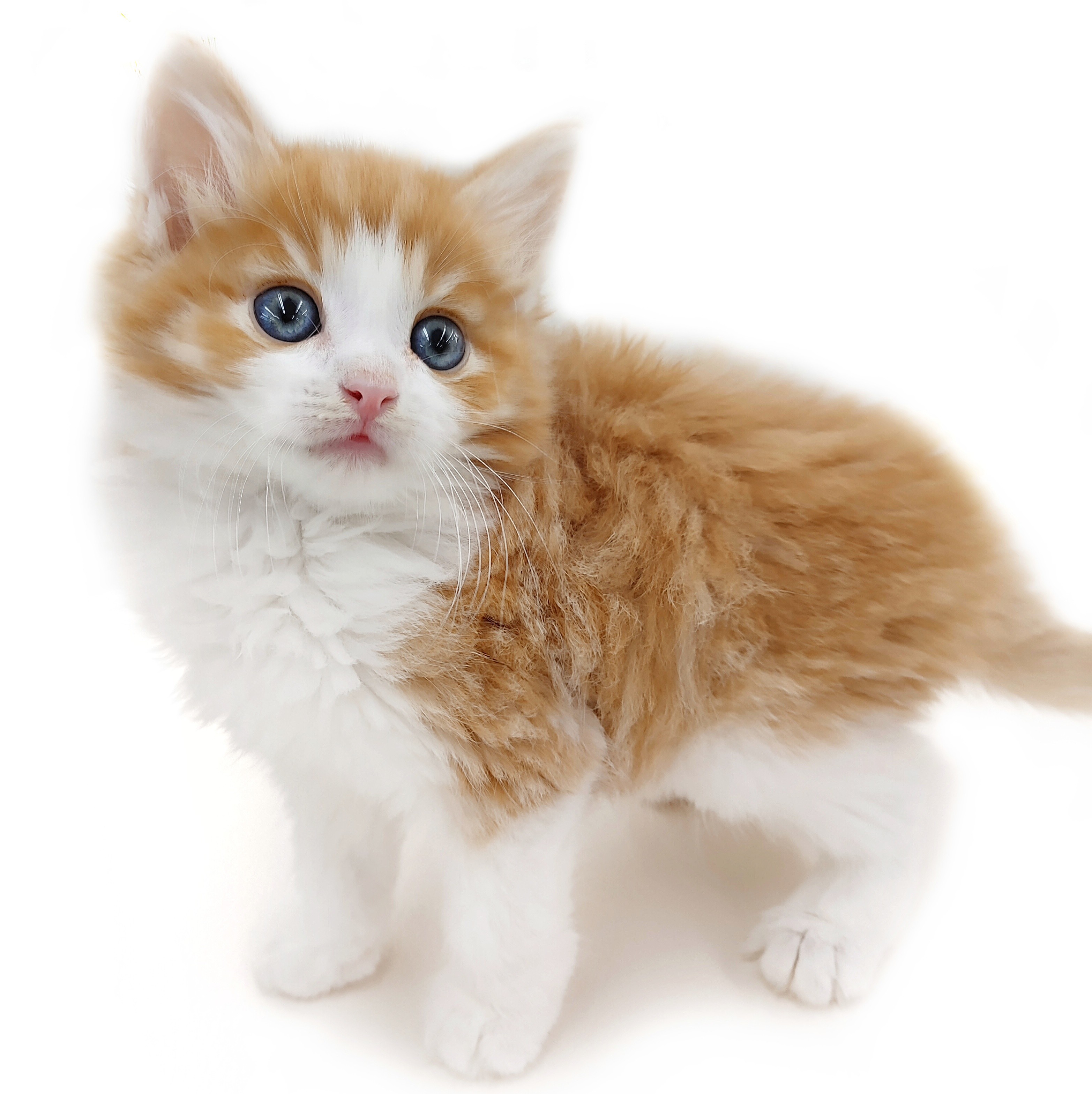 ノルウェージャンフォレストキャット | ペットショップ マルワン