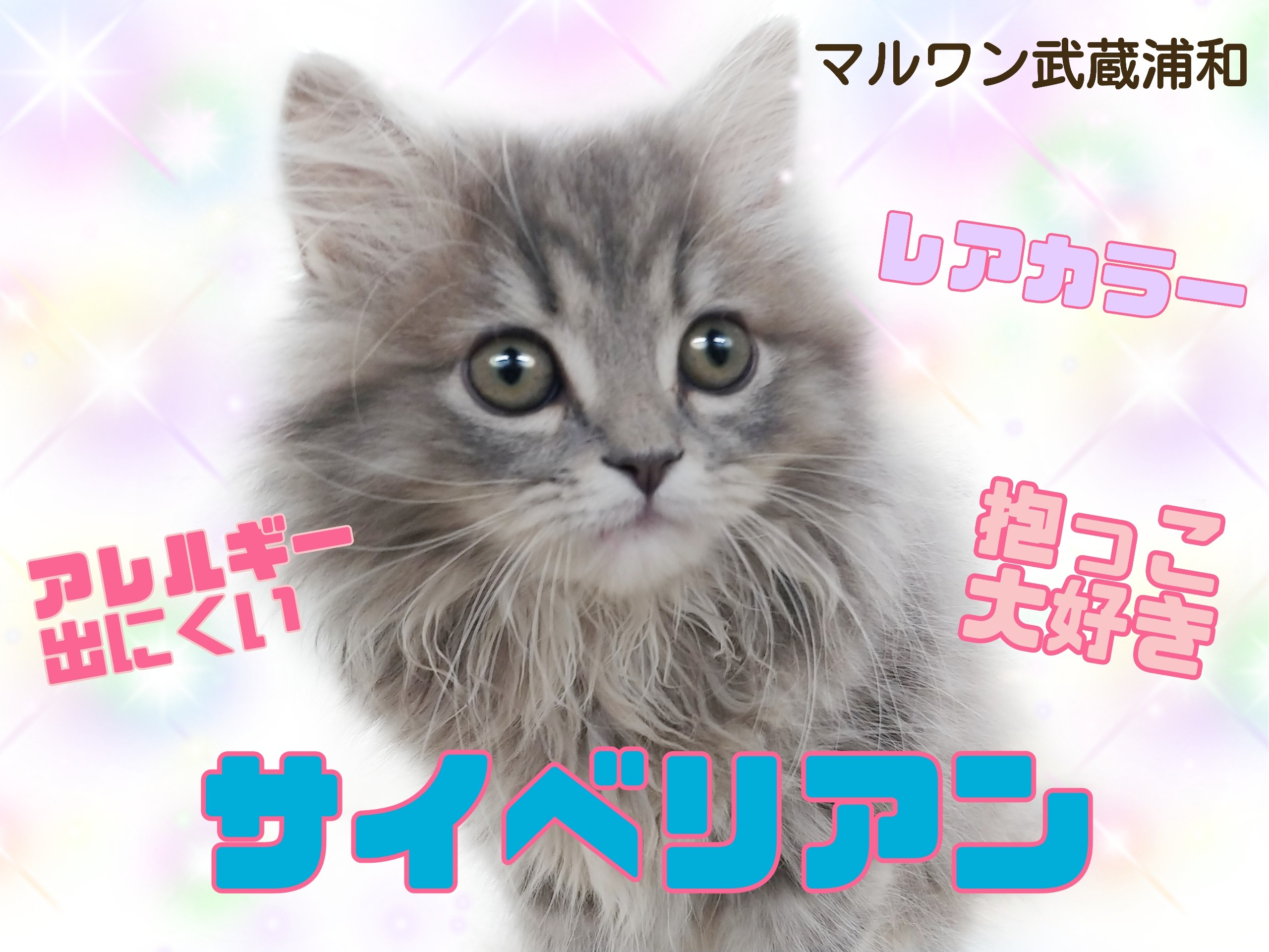 猫アレルギー氏 66bba9adc4655d64970fe1d2e7a2d7