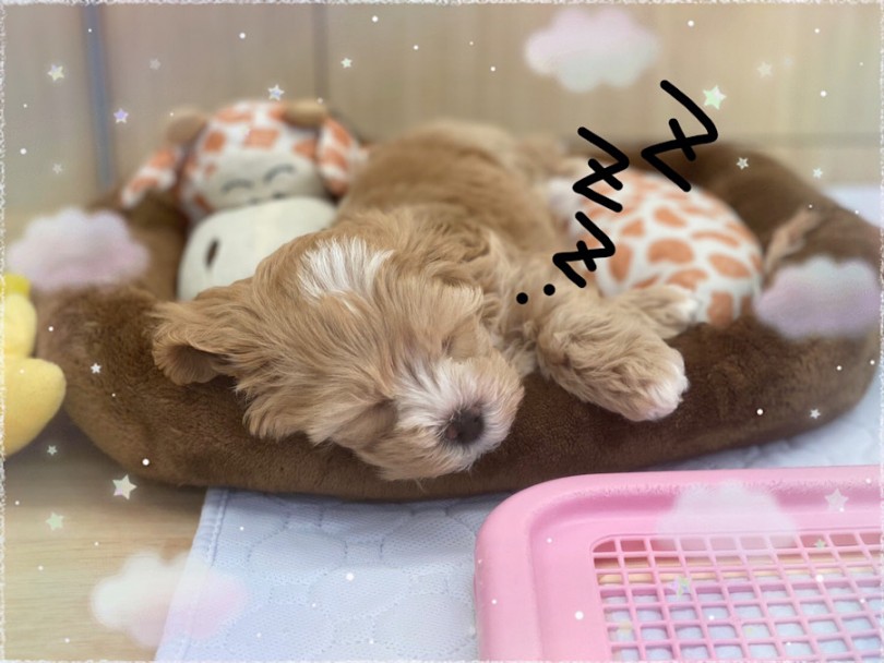 寝てる姿も可愛い | MIX犬 マルプー （312070） - 横浜 港北ニュータウン店