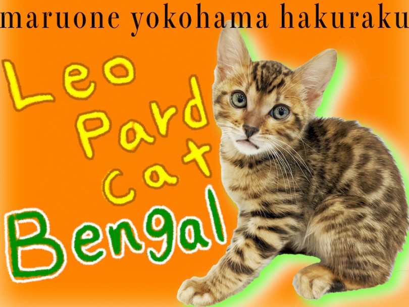 【 ベンガル 】ワイルドな見た目と甘えん坊な性格のギャップが最高なヒョウ柄猫！