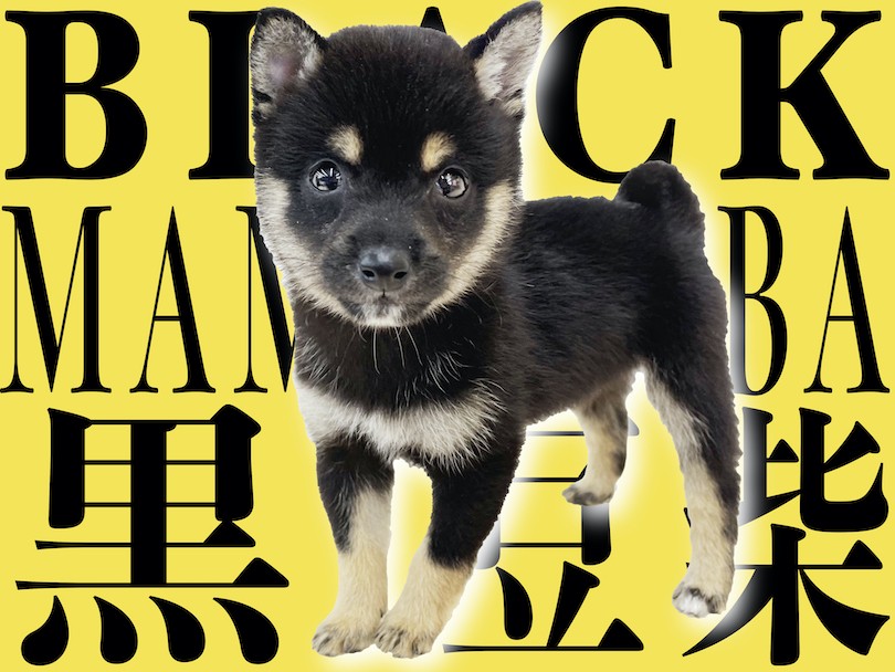 豆柴 】人気の黒豆柴！大きさに性格紹介、そしてあなたの生活に笑顔を