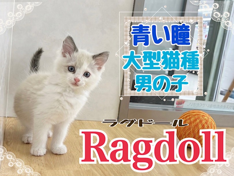 【 ラグドール 】青い瞳の美形の大型猫種、ラグドールの男の子！