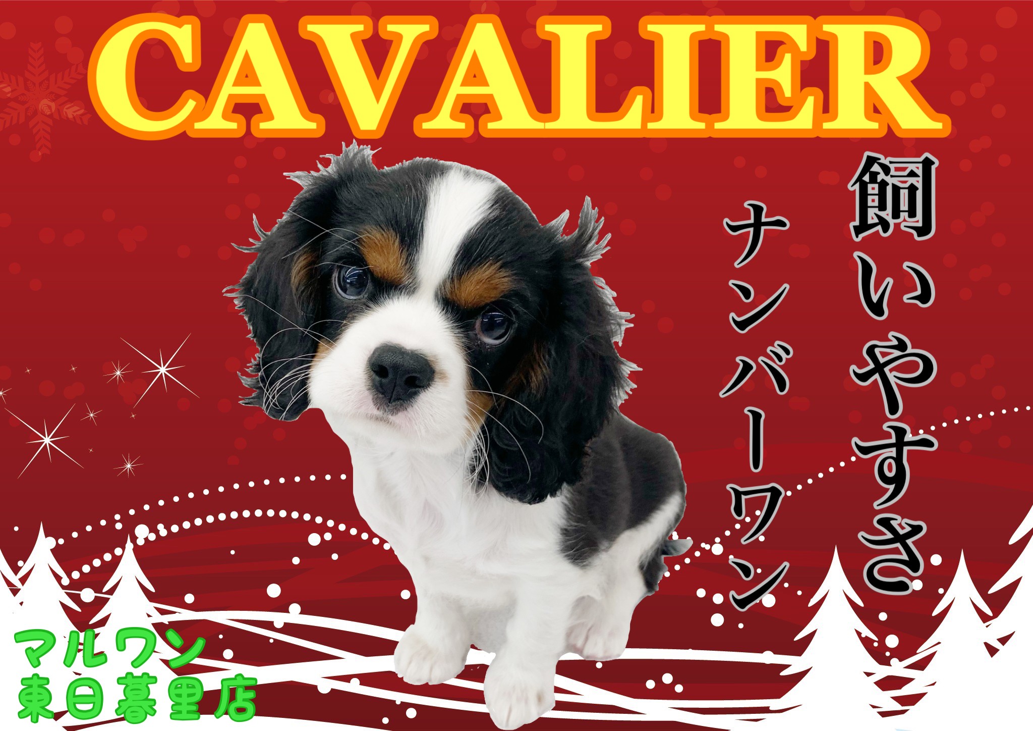 キャバリア 飼いやすさno1 最上級ルックスのビギナー向けわんこ マルワンblog ペットショップ マルワン 小さめ子犬 美形な子猫 初心者安心のサポート