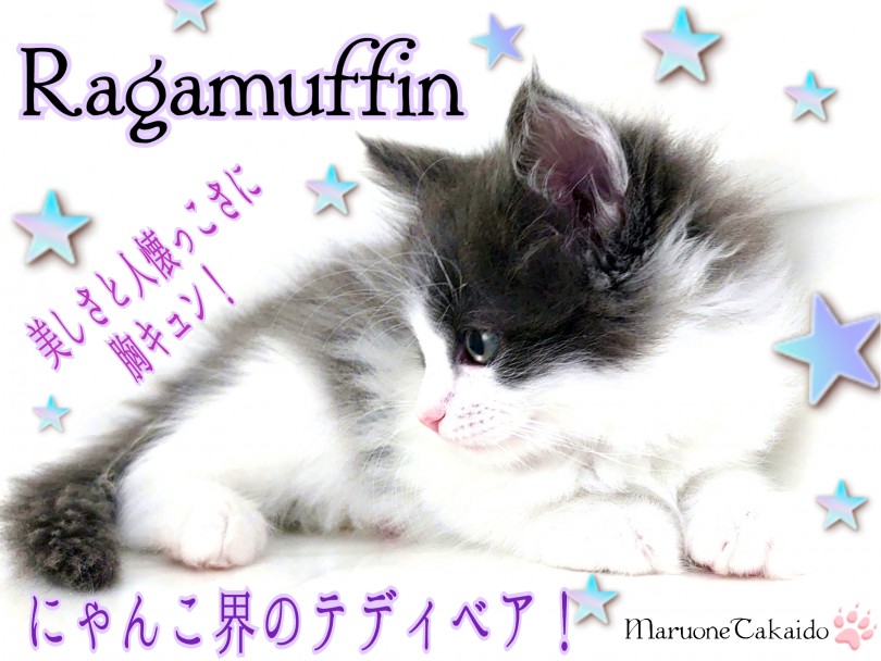 【 ラガマフィン 】ネコ界のテディベア！小さなお子様とだって仲良く過ごせます！