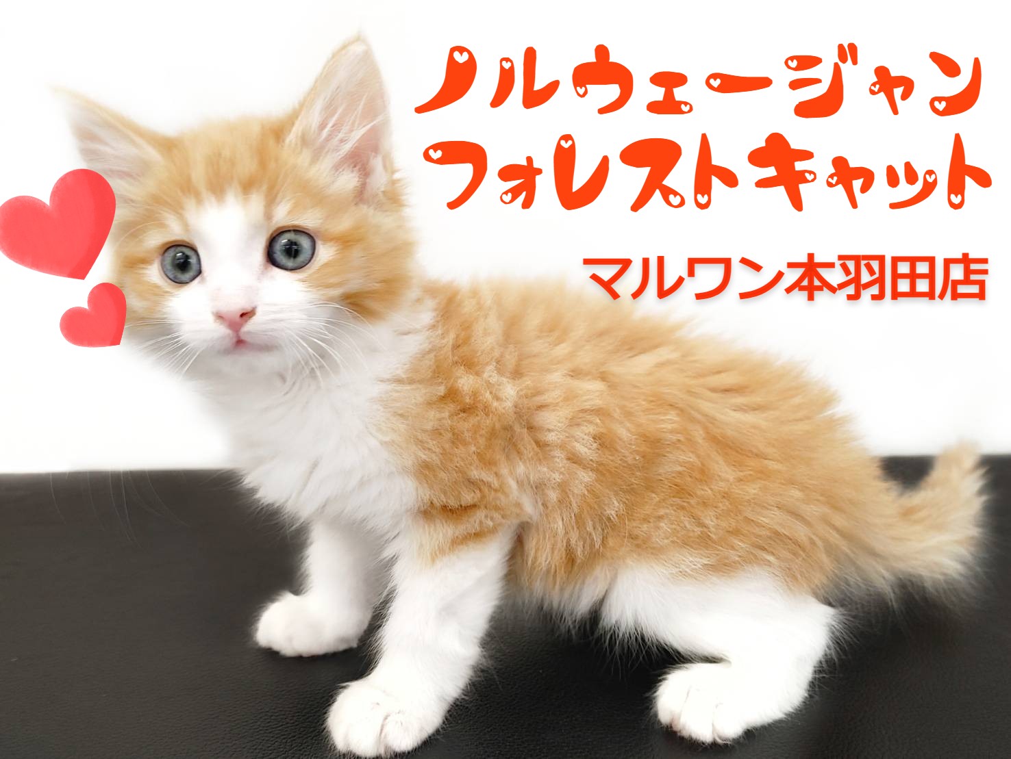 ノルウェージャンフォレストキャット 】地域NO.1の美顔を持つ王子様