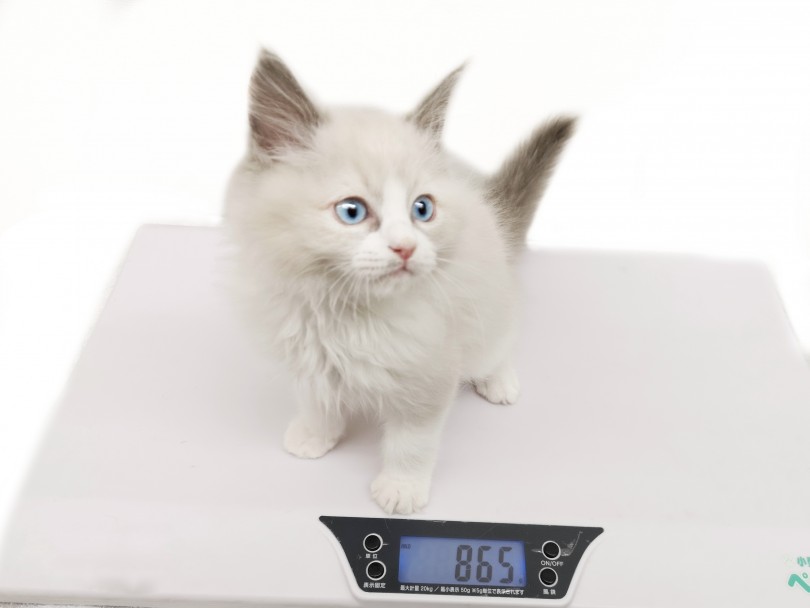 ネコなのに大人になったら、6.0kg？！その存在感はバツグンです！ | ラグドール （130390） - 高井戸店