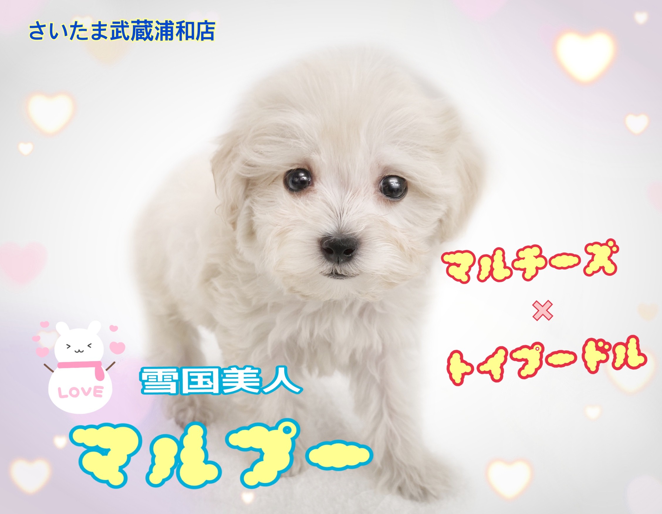 マルちゃん⚠︎シャンプーユニット購入確定の方のページです⚠︎ ~①~ MIX・マルプー 】ふわかわミックス！シャンプーだって平気だよ