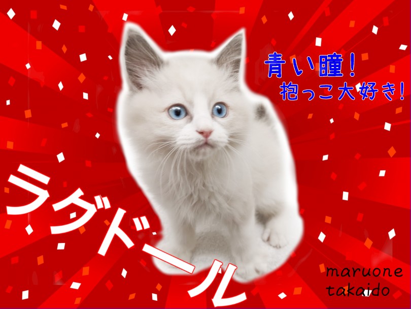 【 ラグドール 】初めてネコを飼うならこの子に決まり！青い瞳のプリンス！