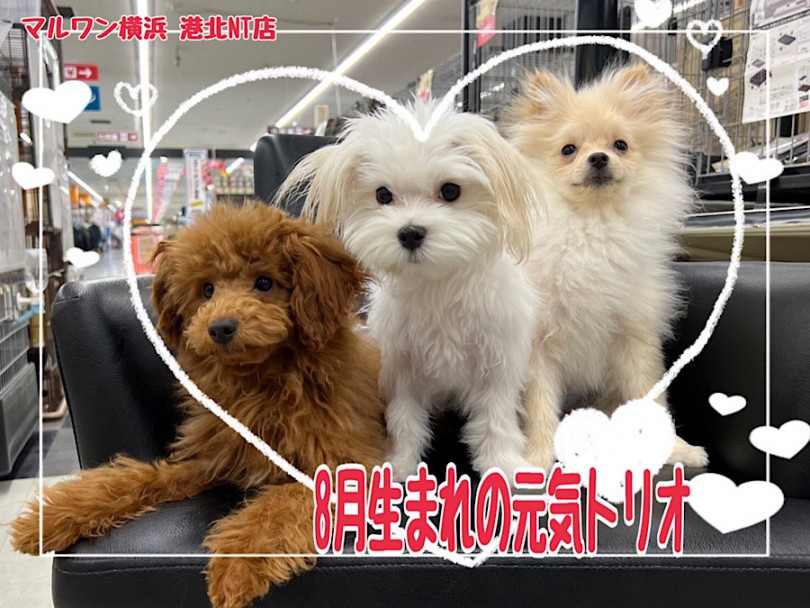 9c6cf8b5c9f02d7e3c7fe85b172ce6