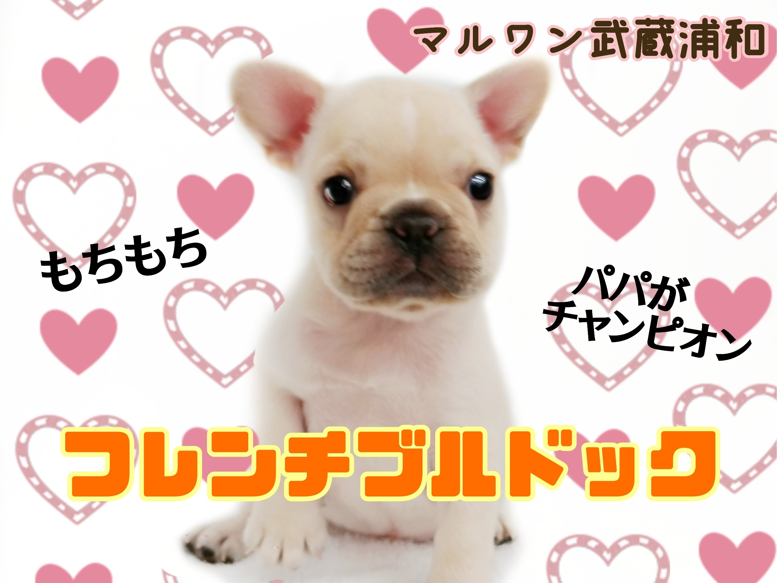 フレンチブルドッグ 】もっちもちボディとつぶらな瞳の癒し系ガール