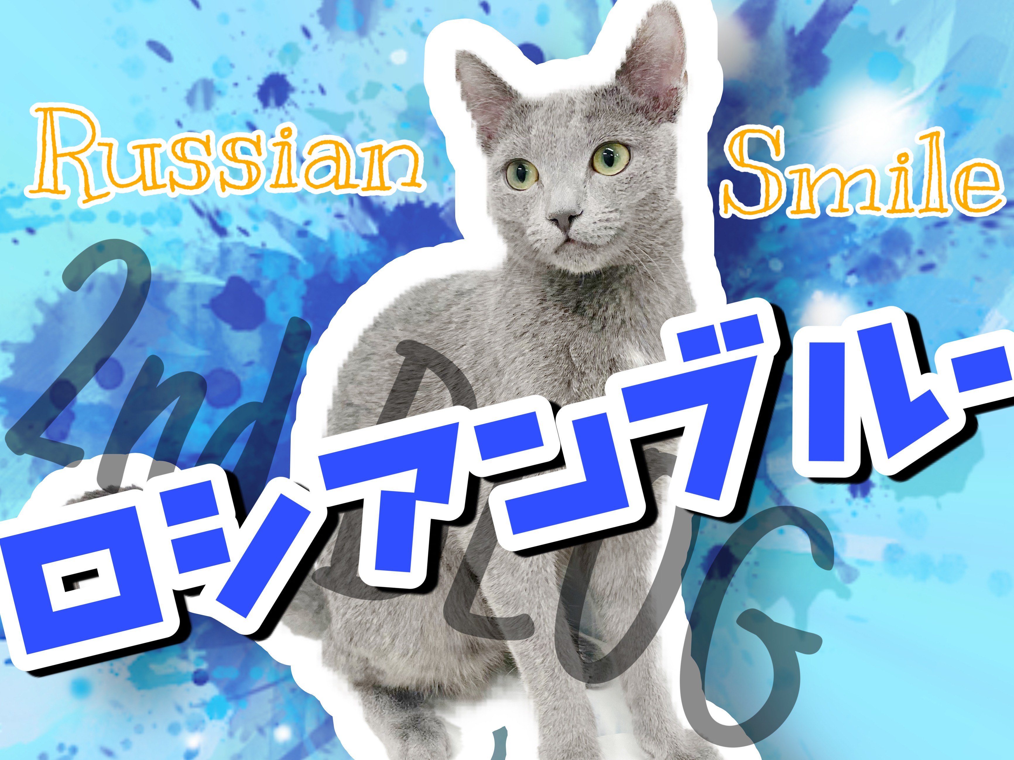 ロシアンブルー 】アメショちゃんとシェアハウススタート！成長