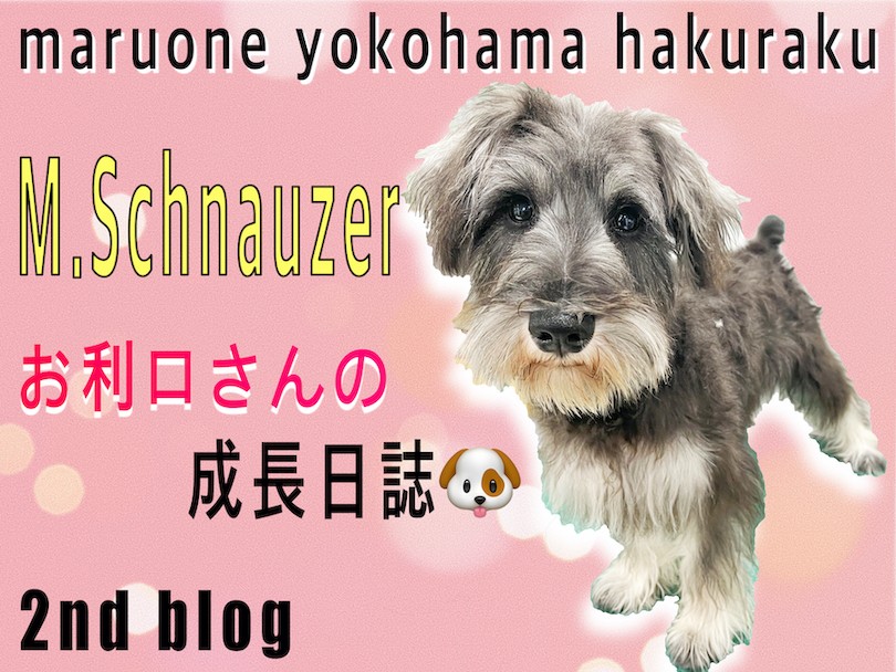 【 ミニチュア・シュナウザー 】躾＆トリミング慣れOK！お利口さんの2nd記事！ | マルワンBLOG | ペットショップ マルワン 小さめ子犬  美形な子猫 初心者安心のサポート