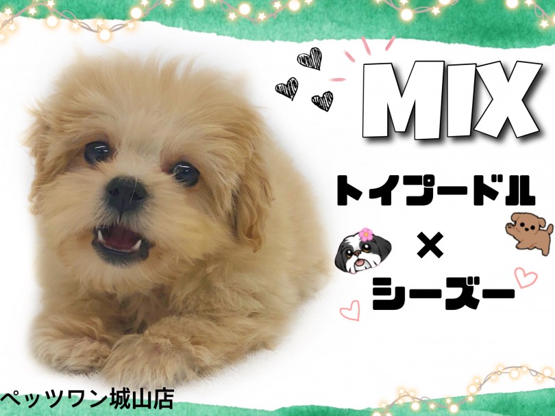 【 MIX 】シーズーの丸っこさ＆プードルの愛嬌を持つMIX犬