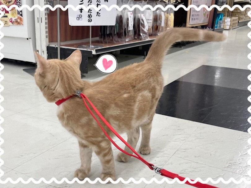 通称アメショと呼ばれ、日本でも大人気の猫種 | アメリカンショートヘア （312073） - 横浜 港北ニュータウン店