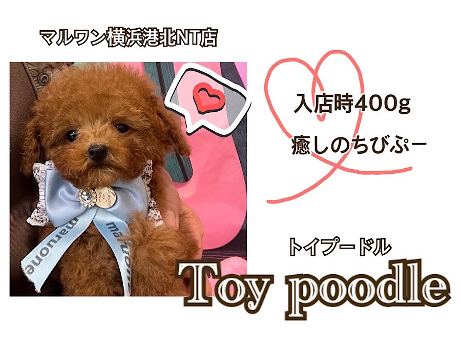 【オンラインショップ】 0239fa5e69b9e15e6f95ebffff8e2d 羊毛フェルト