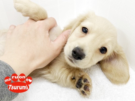 多頭飼いをお考えの方から初めての方でもお任せ！おっとりな性格は育てやすい！ | ミニチュア・ダックスフント （713859） - 横浜 鶴見店