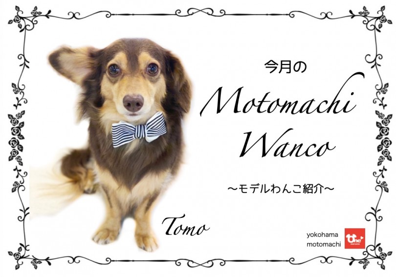 【 元町トリミング 】第九回Motomachi Wancoモデル犬紹介！