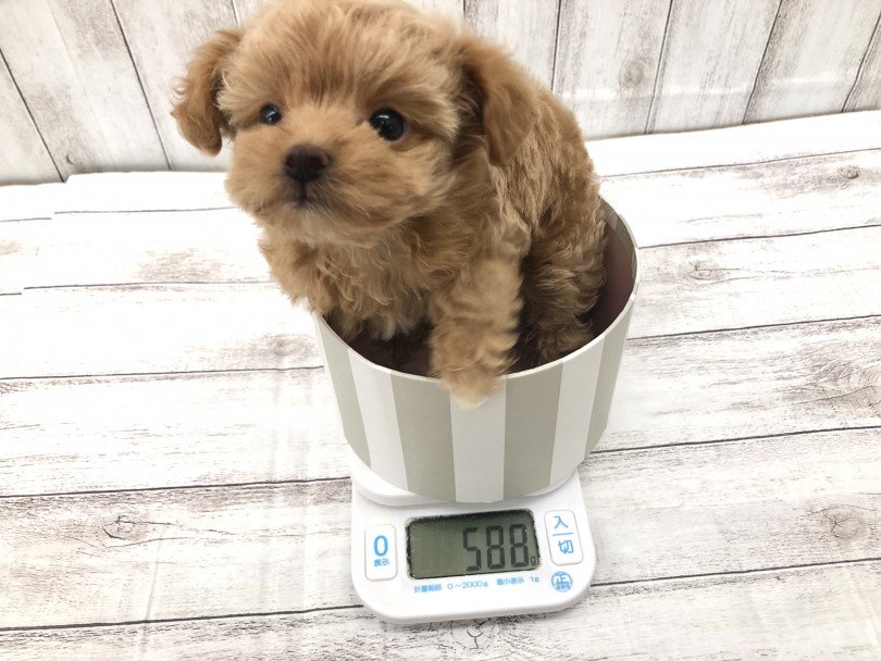 現在（2022年2月26日）の体重は588gです | MIX犬 チワプー （512791） - 本羽田店
