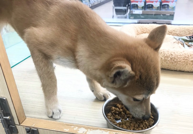 ご飯大好き、食欲旺盛！ | 柴犬 （119313） - 梅島店