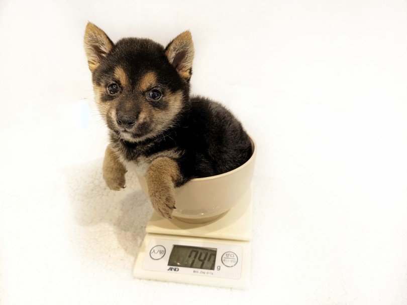 成犬時には5kg前後を予想 | 豆柴 （11886） - 横浜 白楽店