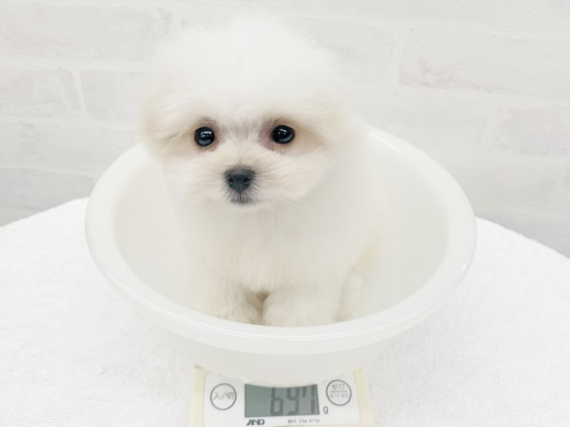 成犬時には3kg前後の体重になる予定 | MIX犬 マルポメ （014417） - 東日暮里店