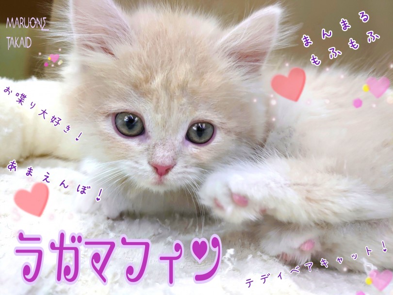 ★SALE★ハート型　ホワホワ可愛い子猫ちゃん