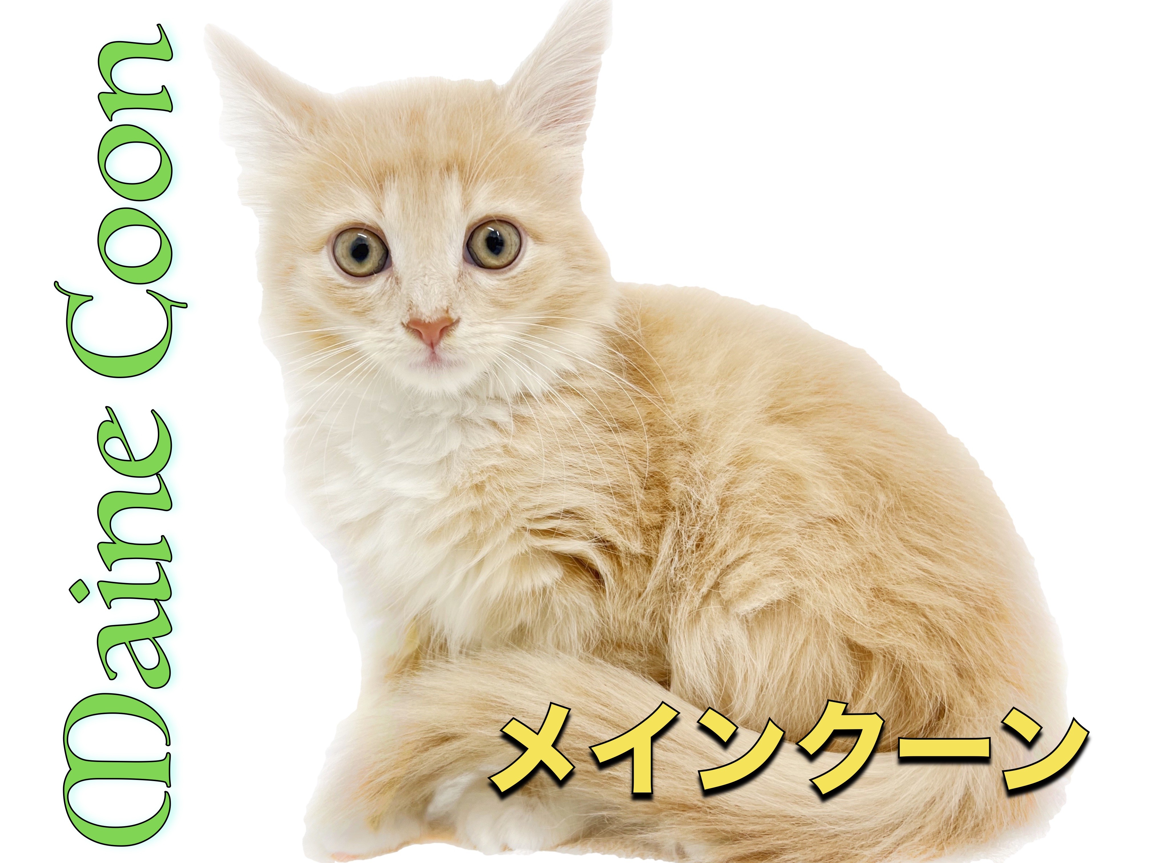 メインクーン 】パーフェクトなルックス！ジェントルキャットとは僕の