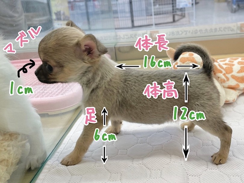成犬時は1.5kg〜3.0kgと予想 | チワワ （312080） - 横浜 港北ニュータウン店