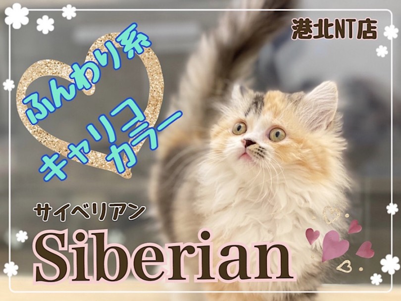 【 サイベリアン 】キャリコカラーのふんわり猫さん！大型猫種の女の子