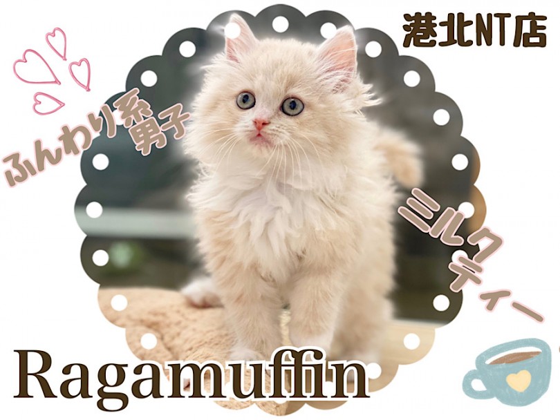 【 ラガマフィン 】優しいカラーの可愛い系大型猫種！