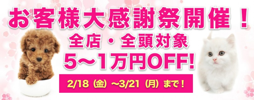 【 お客様大感謝祭開催！ 】ペットシーズン到来！春の大チャンス！