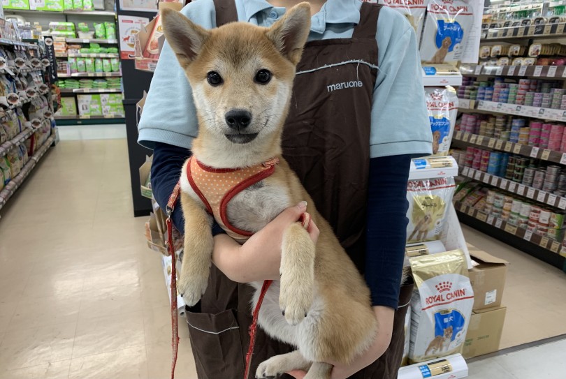 全ての方にオススメ出来るワンちゃんは、マルワン梅島店の柴ちゃんです♡ | 柴犬 （119313） - 梅島店