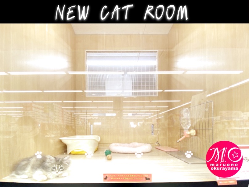 猫ちゃんのお部屋がグッと近くなりました！ - 横浜 大倉山店