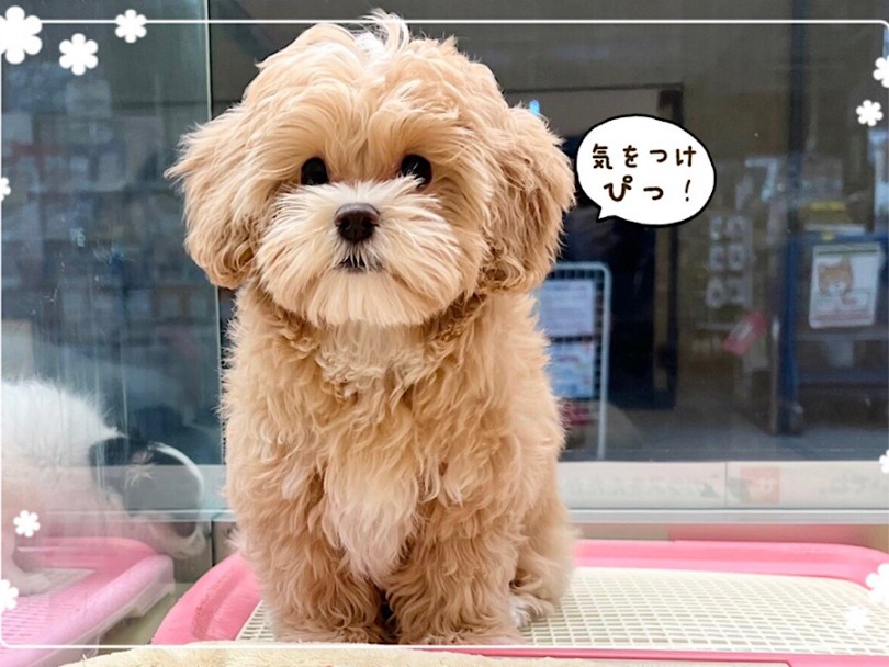 ミックス犬 】可愛さパワーアップ！理想的マルプーちゃん | マルワン 